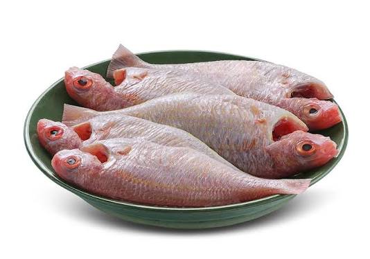 AF 850G Threadfin(KILI)
